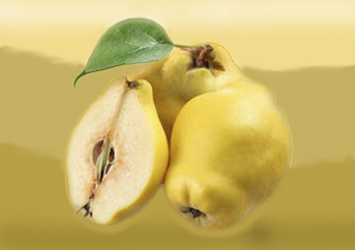 Картинка айвы